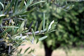 SamaJaen - Agricultura sobre el olivar
