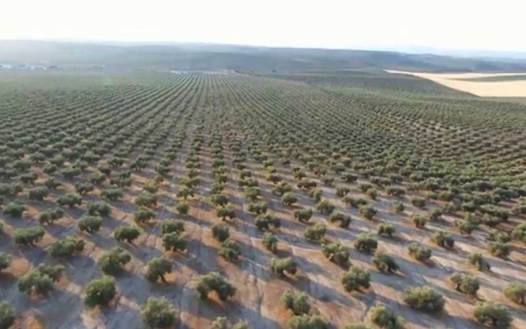 SamaJaen - olivar contra el cambio climatico